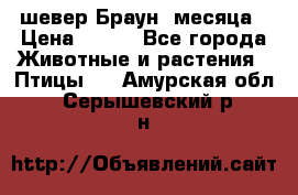 шевер Браун 2месяца › Цена ­ 200 - Все города Животные и растения » Птицы   . Амурская обл.,Серышевский р-н